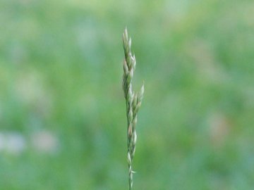 specie di una gramigna - cfr. Paspalum distichum e Poa sp.